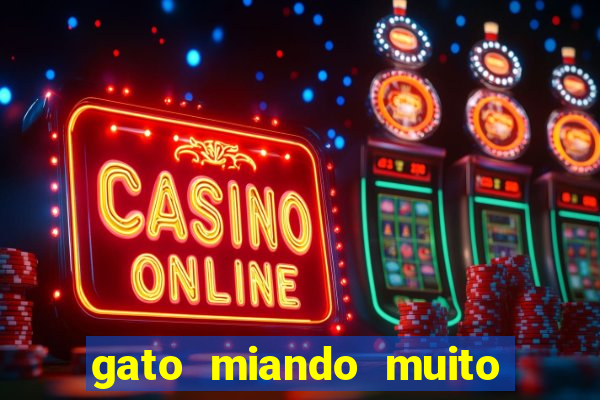 gato miando muito a noite o que fazer