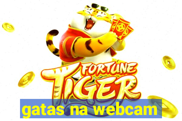 gatas na webcam