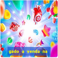 gado a venda na bahia olx